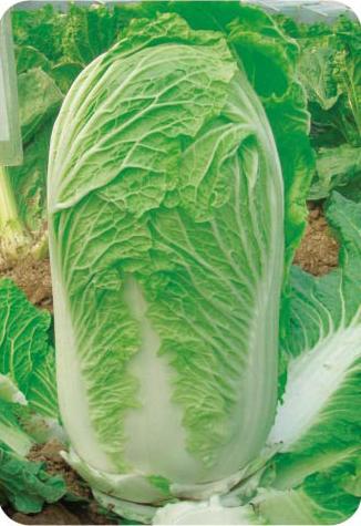 Shenzhou No.8——Chinese Cabbage Shenzhou No.8——Chinese Cabbage